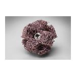 3M BF-XB Scotch-Brite Cross Buff 1 in x 3/8 in x 2 PLY x 8-32 High Strength A MED - Micro Parts &amp; Supplies, Inc.